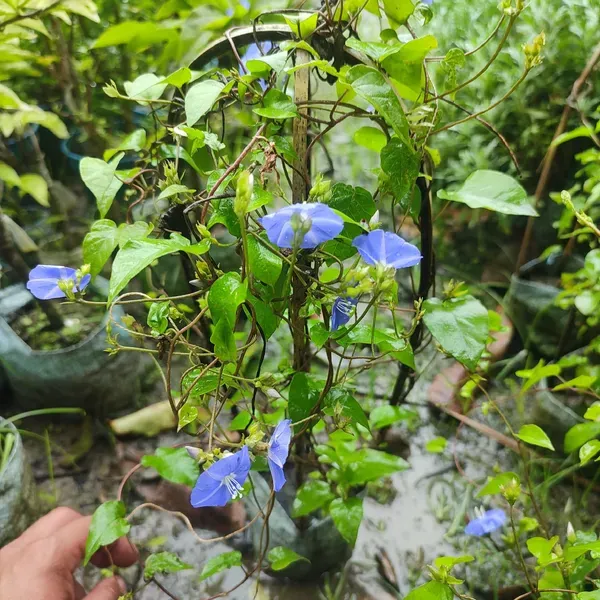 Blue_Star_Creeper_Plant