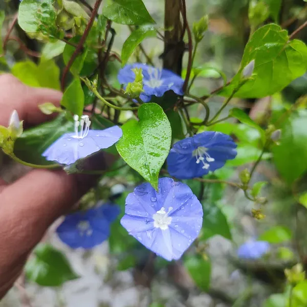 Blue_Star_Creeper_Plant