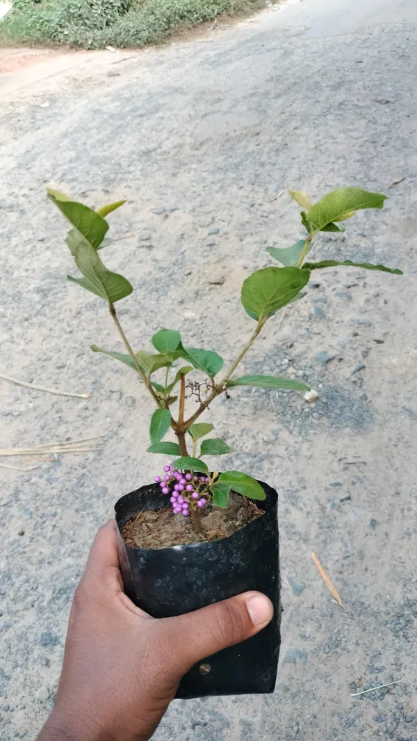 Beauty_Berry_Live_Plant