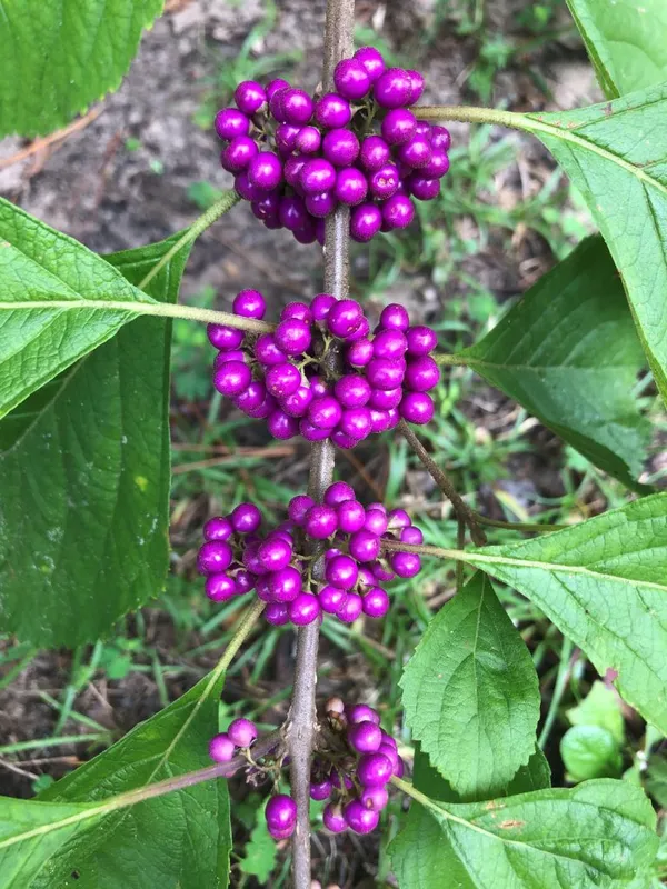 Beauty_Berry_Live_Plant