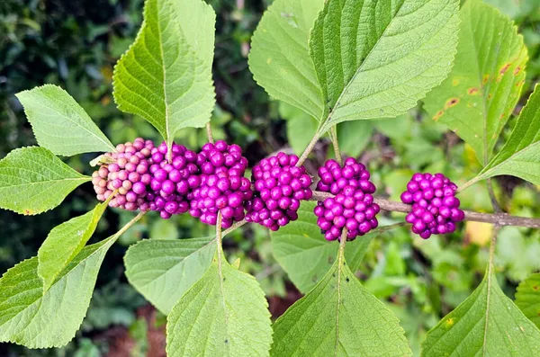 Beauty_Berry_Live_Plant