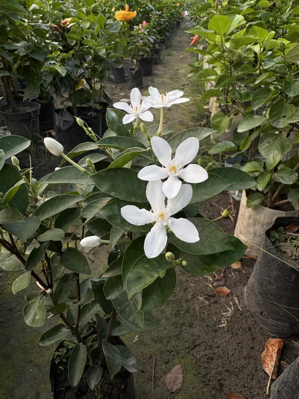Bhutani_Aerometic_Jui_Plant