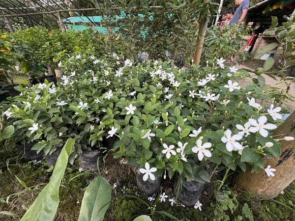 Bhutani_Aerometic_Jui_Plant