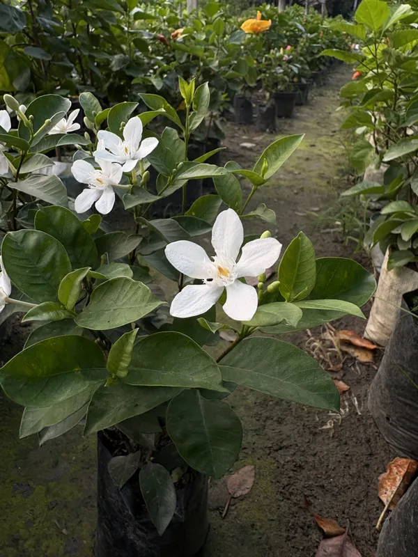 Bhutani_Aerometic_Jui_Plant