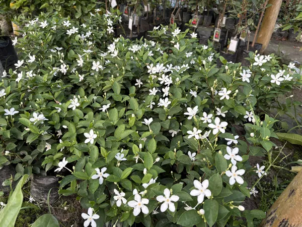 Bhutani_Aerometic_Jui_Plant