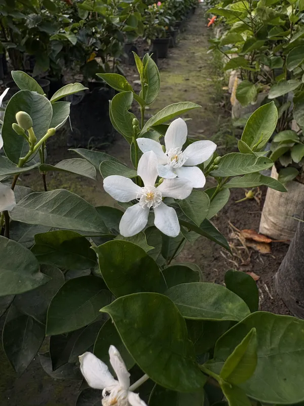 Bhutani_Aerometic_Jui_Plant