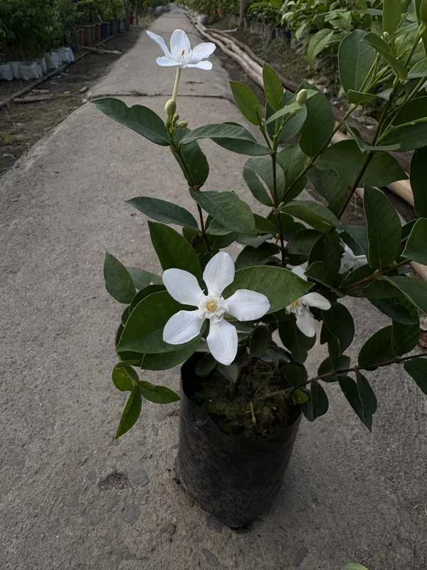 Bhutani_Aerometic_Jui_Plant