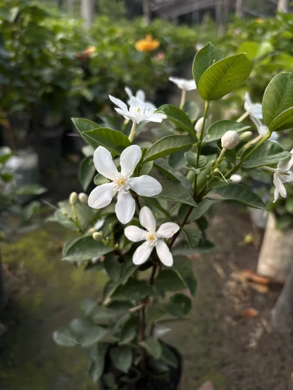 Bhutani_Aerometic_Jui_Plant