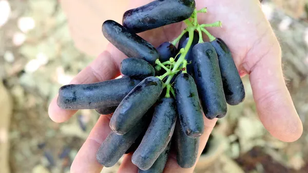 Black_Long_Grape_Fruit_Plant_(Hot_Climate)_(2_Feet_Height)