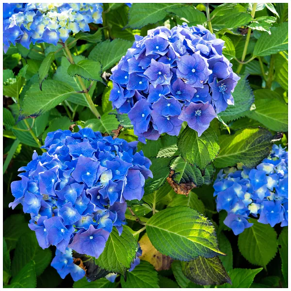 Blue_Hydrangea_flower_Live_Plant