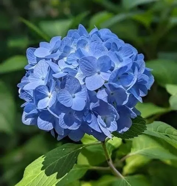 Blue_Hydrangea_flower_Live_Plant