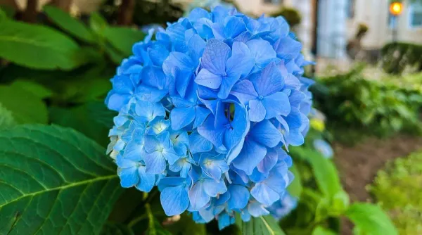 Blue_Hydrangea_flower_Live_Plant