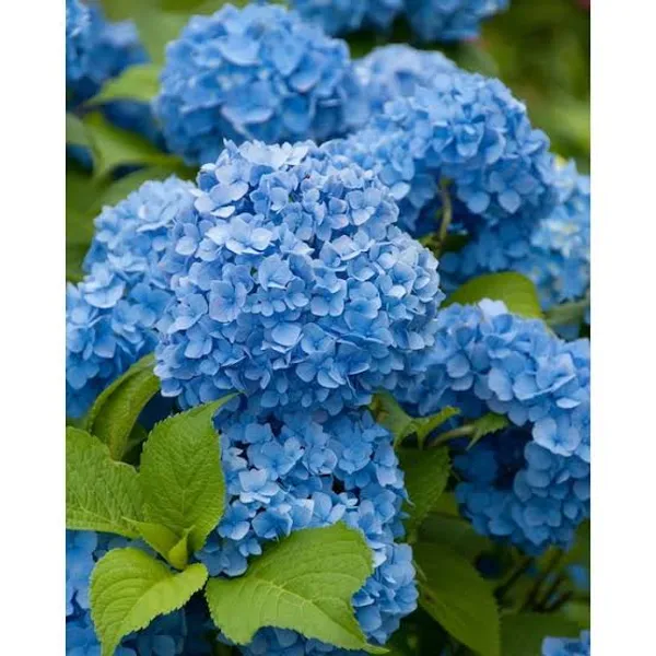 Blue_Hydrangea_flower_Live_Plant_