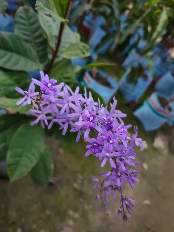 Blue_Petra_(Nilmoni)