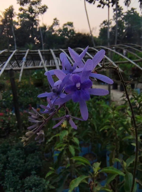 Blue_Petra_(Nilmoni)