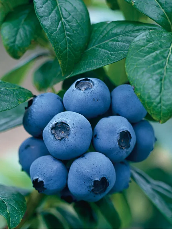Blueberry__Live_Plant