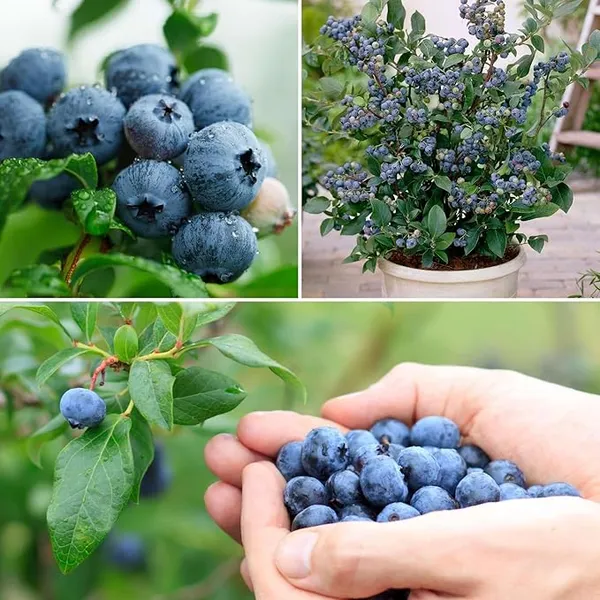 Blueberry__Live_Plant