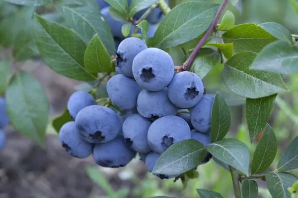 Blueberry__Live_Plant
