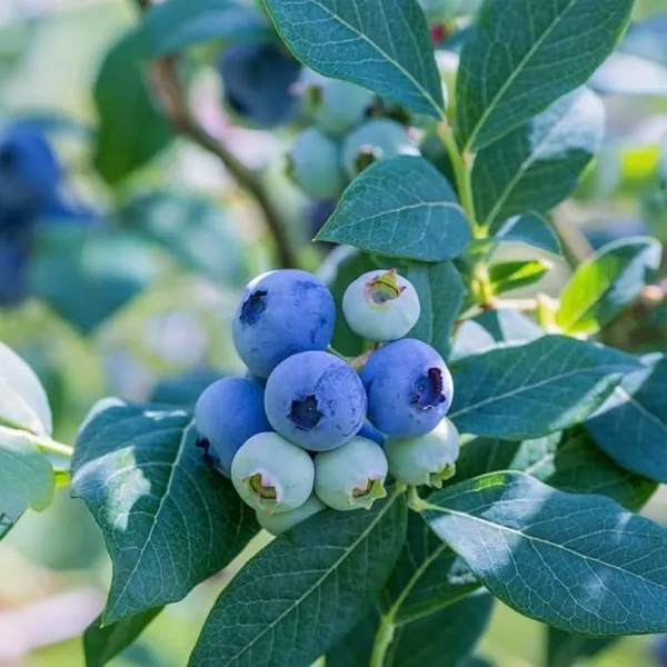Blueberry__Live_Plant