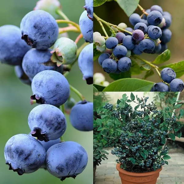 Blueberry__Live_Plant