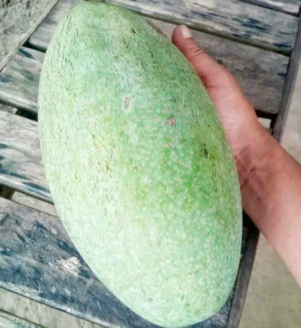 Brunei_King_Mango_Plant
