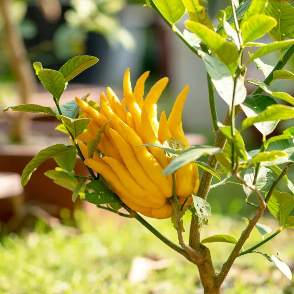 Buddha_Finger_Lemon_Plant_(1.5_-_2_Feet_Height)