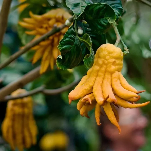 Buddha_Finger_Lemon_Plant_(1.5_-_2_Feet_Height)