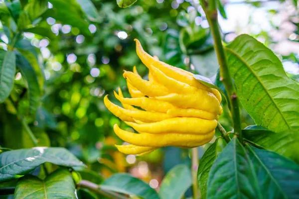 Buddha_Finger_Lemon_Plant_(1.5_-_2_Feet_Height)