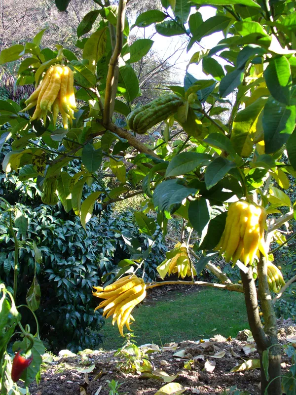 Buddha_Finger_Lemon_Plant_(1.5_-_2_Feet_Height)