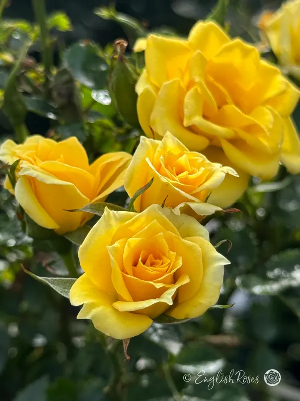 Yellow_New_English_Shrub_Roses_Flower_Plant