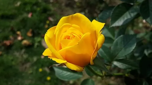 Yellow_New_English_Shrub_Roses_Flower_Plant