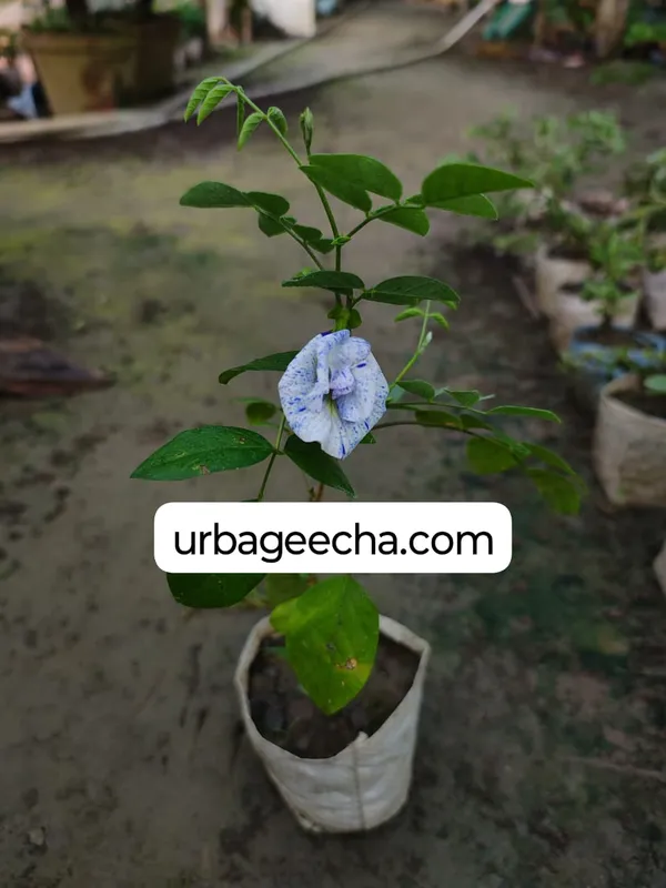 By_Color_Aprajita_Flower_Plant