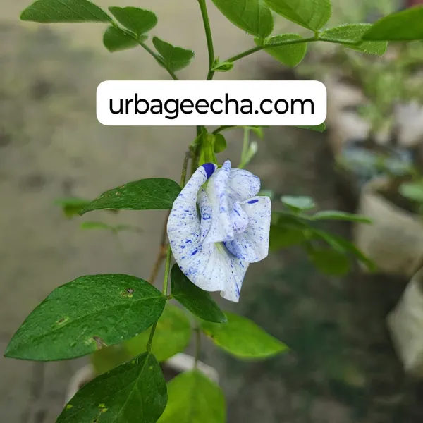 By_Color_Aprajita_Flower_Plant