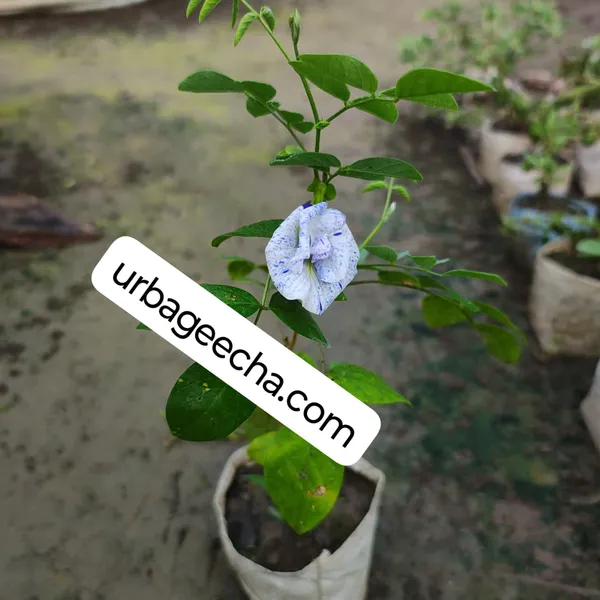By_Color_Aprajita_Flower_Plant