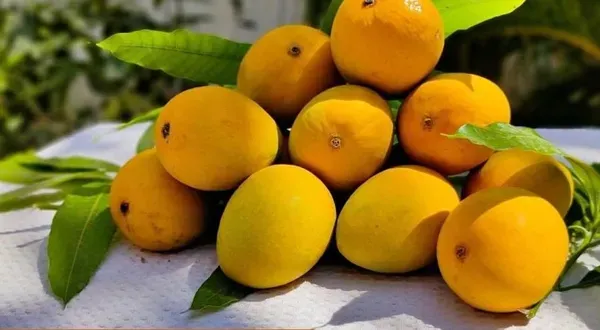 Hapus_Mango_Plant_|_Grafted_And_Hybrid_Plants