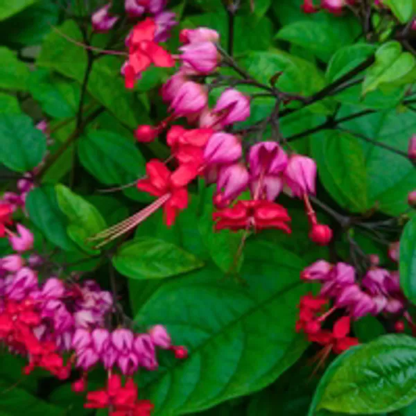 Red_Bleeding_Heart_Plant