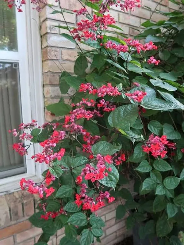 Red_Bleeding_Heart_Plant