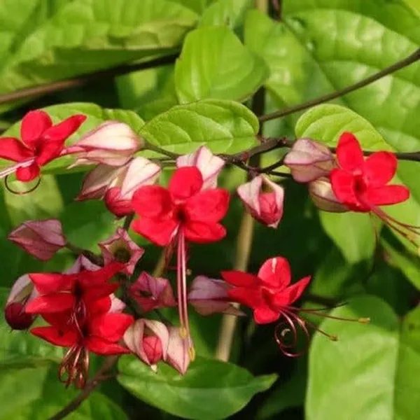 Red_Bleeding_Heart_Plant