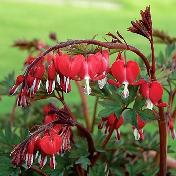 Red_Bleeding_Heart_Plant