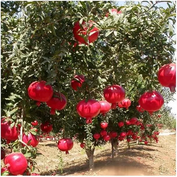 Ganesh_veriety_Anar_|_Grafted_And_Hybrid_Plants