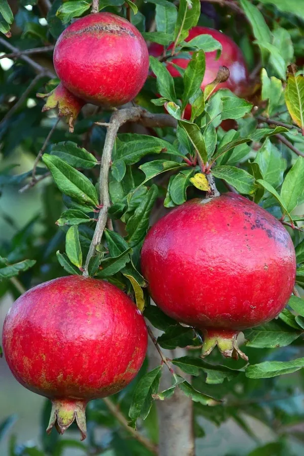 Ganesh_veriety_Anar_|_Grafted_And_Hybrid_Plants