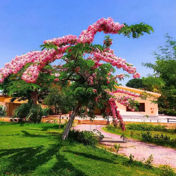 Cassia_Javanica(Pink_shower)