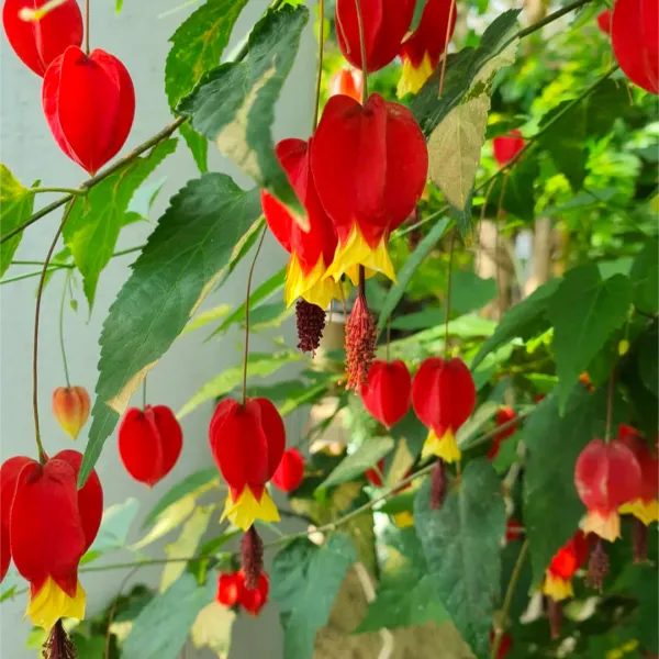 Chainese_Lantern