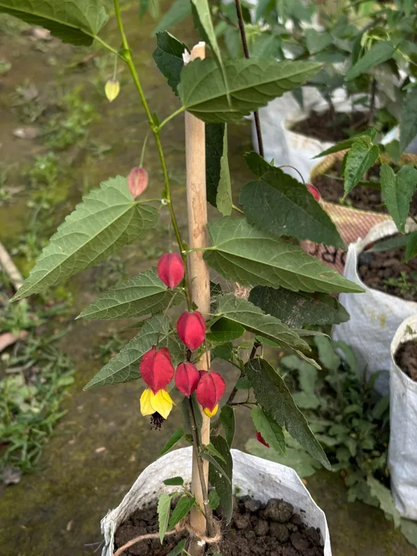 Chainese_Lantern