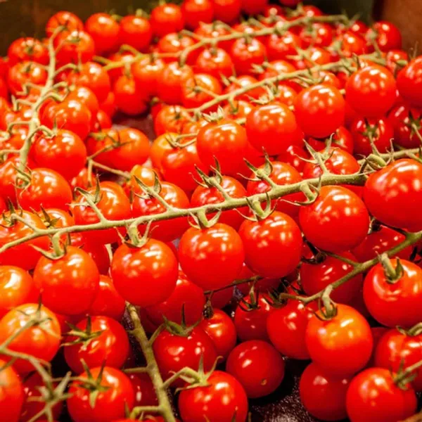 Cherry_Tomato_Seeds_Hybrid_(50pcs)
