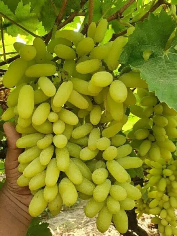 Combo_Plant-Black_Moon_Long_Grapes_And_Anab_E_Sahi_Green_Long_Grapes_Live_Plant