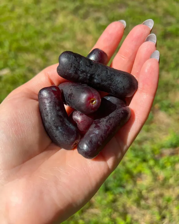 Combo_Plant-Black_Moon_Long_Grapes_And_Anab_E_Sahi_Green_Long_Grapes_Live_Plant