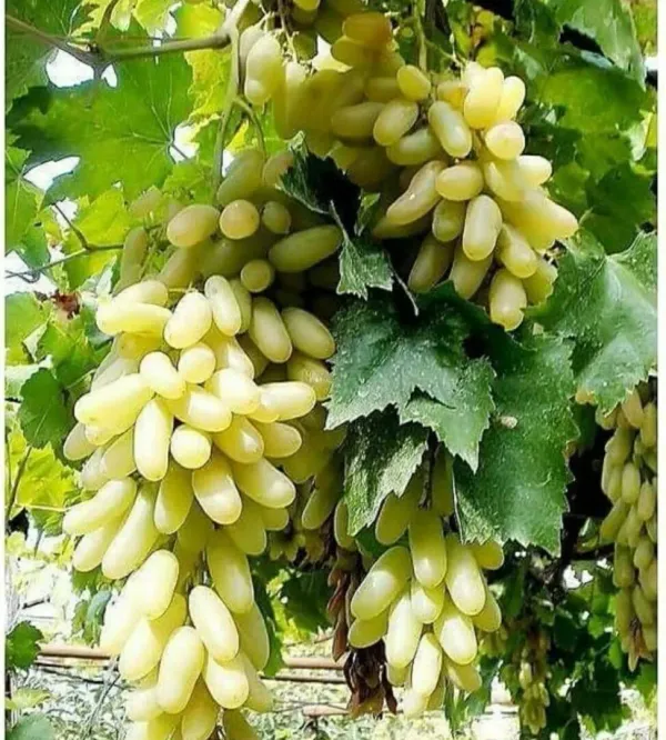 Combo_Plant-Black_Moon_Long_Grapes_And_Anab_E_Sahi_Green_Long_Grapes_Live_Plant