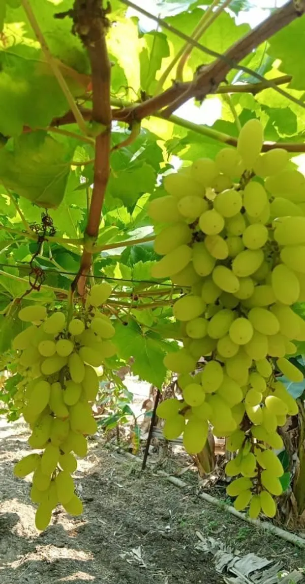 Combo_Plant-Joy_Seedless_grape_And_Manikchaman_Grape_live_Plant