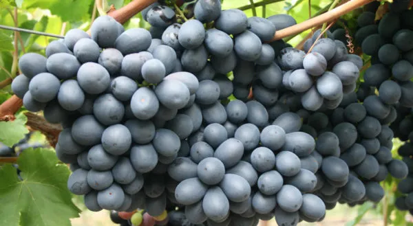 Combo_Plant-Joy_Seedless_grape_And_Manikchaman_Grape_live_Plant